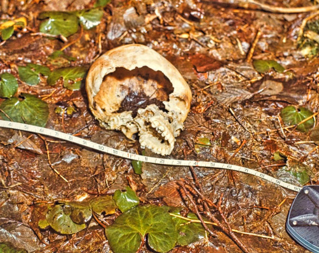 Skull-near-Issaquah-service-road